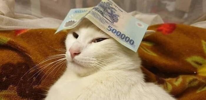 ảnh meme đáng yêu mèo