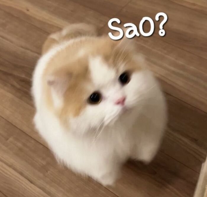 ảnh meme đáng yêu nhất