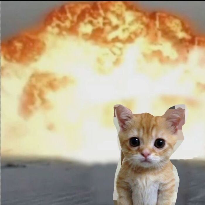 ảnh meme đáng yêu siêu cute