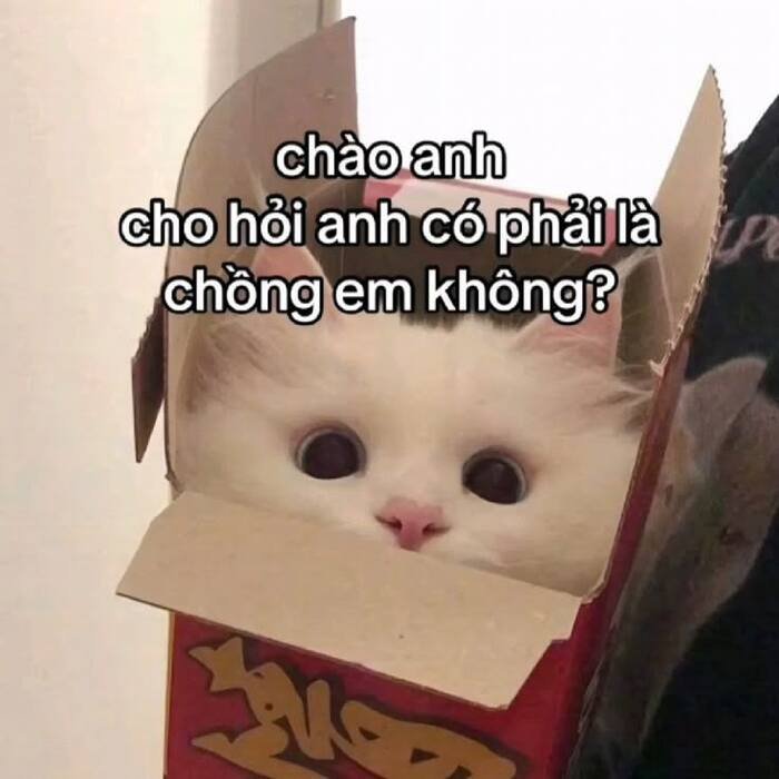 ảnh meme đáng yêu
