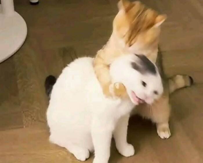 ảnh meme đánh nhau bựa hài