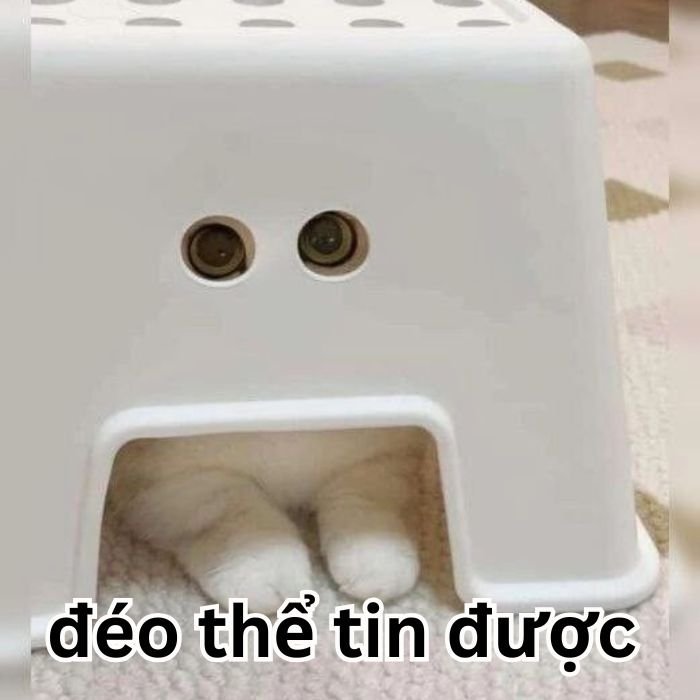 ảnh meme đéo tin cute