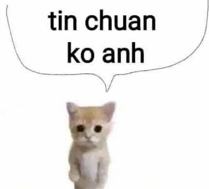 ảnh meme đéo tin mèo