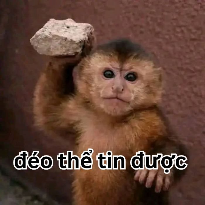 ảnh meme đéo tin