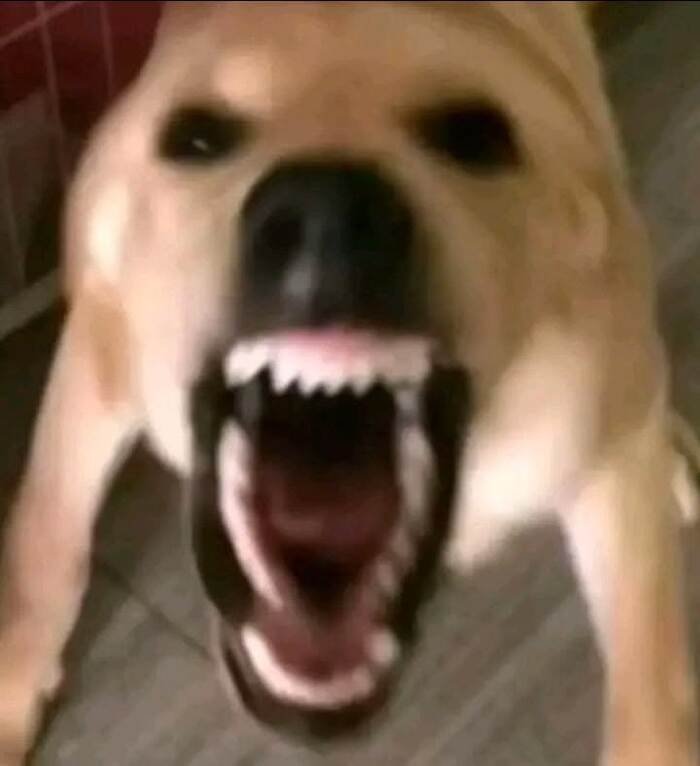 ảnh meme động vật chó cắn