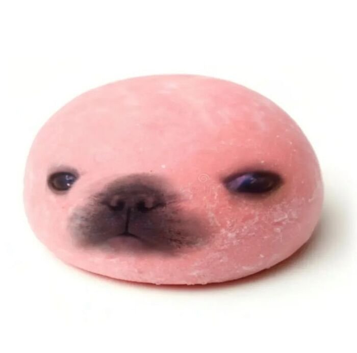 ảnh meme động vật cute