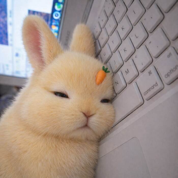 ảnh meme động vật thỏ