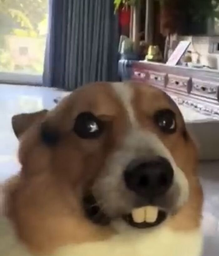 ảnh meme động vật