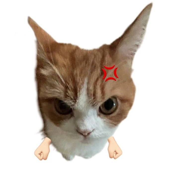 ảnh meme giận cute cute mèo
