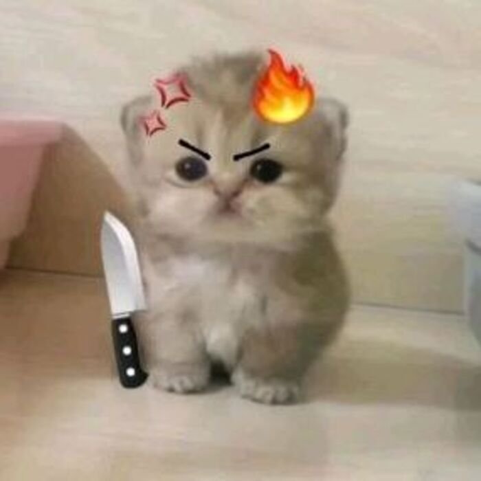 ảnh meme giận cute mèo cute