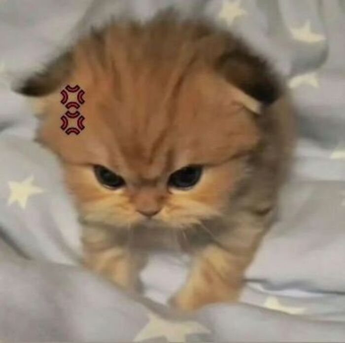 ảnh meme giận cute mèo xinh