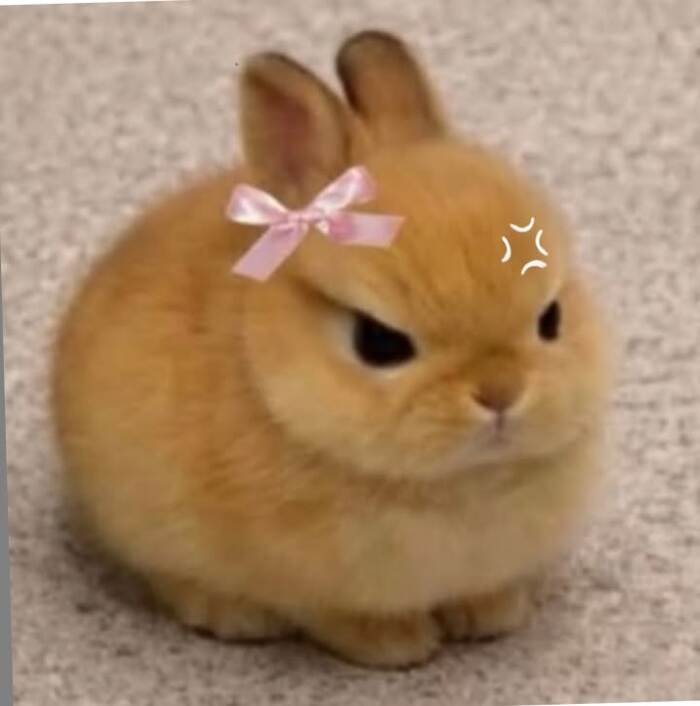 ảnh meme giận cute thỏ