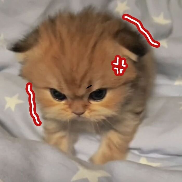 ảnh meme giận cute