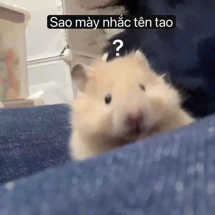 ảnh meme hỏi chấm hamster