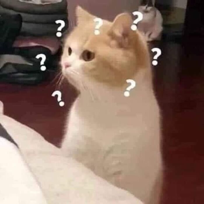 ảnh meme hỏi chấm mèo bựa