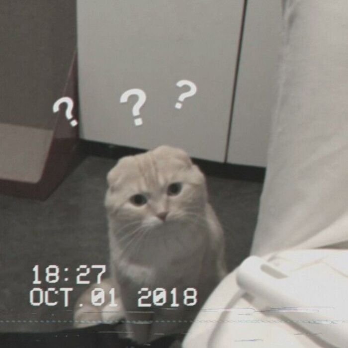 ảnh meme hỏi chấm mèo hài