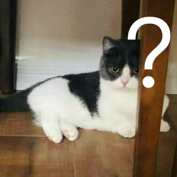 ảnh meme hỏi chấm mèo
