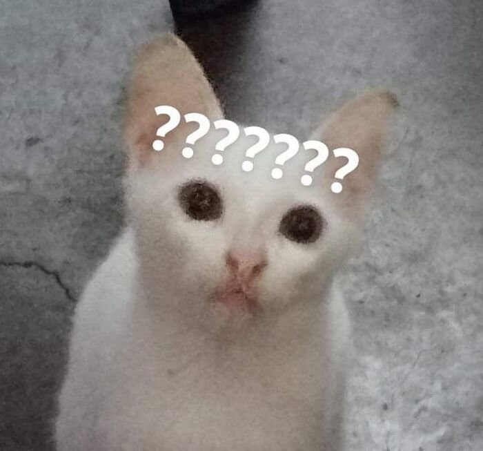 ảnh meme hỏi chấm