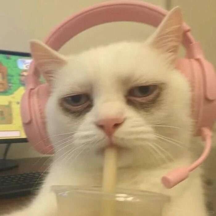 ảnh meme mệt mỏi