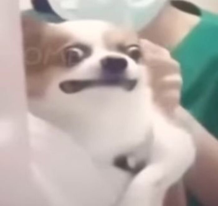 ảnh meme suy nghĩ cún hài