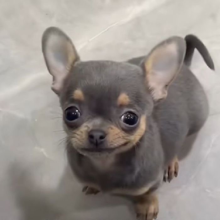 ảnh meme vui chihuahua
