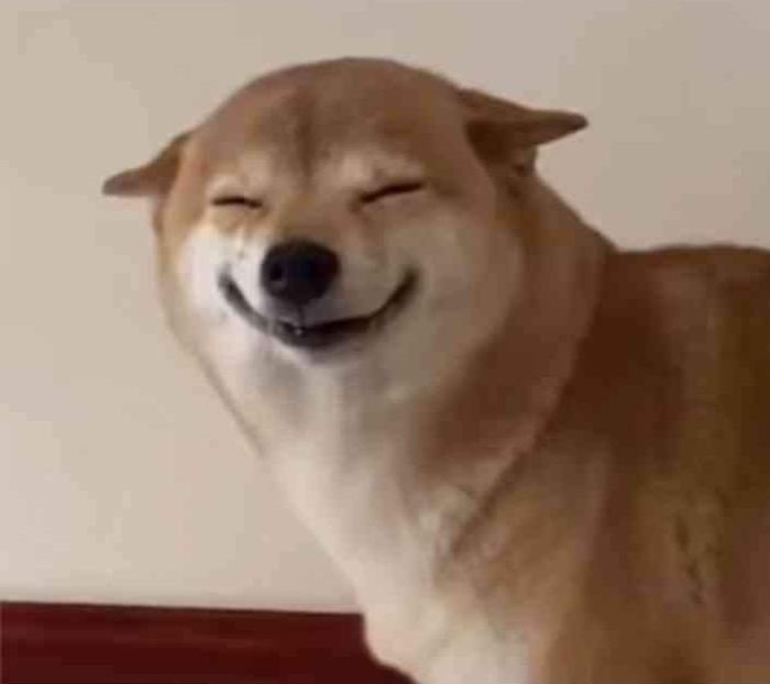 ảnh meme vui shiba