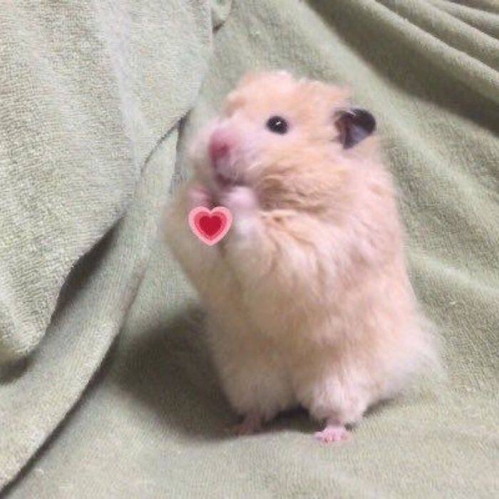meme bắn tim chuột hamster