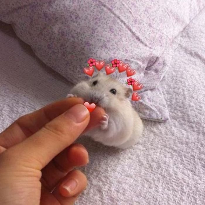 meme bắn tim hamster