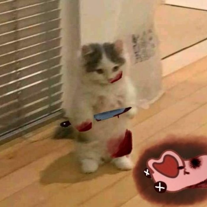 meme cầm dao mèo cute nhất
