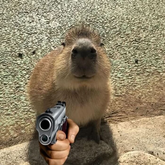 meme cầm súng capybara