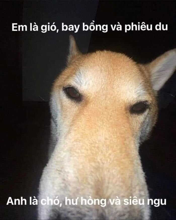 meme đáng yêu chó