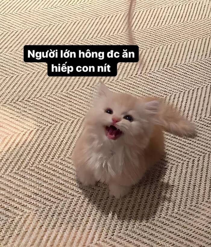 meme đáng yêu cute