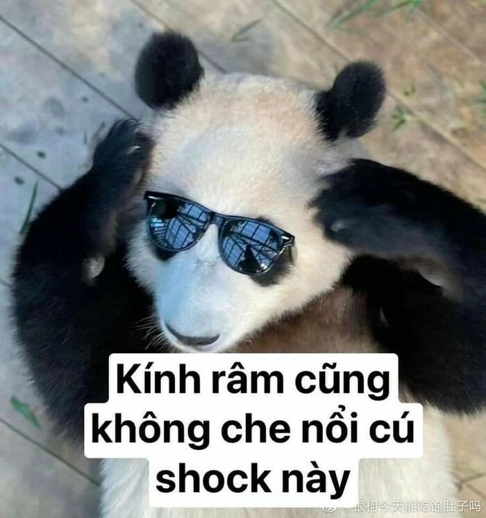 meme đáng yêu gấu trúc