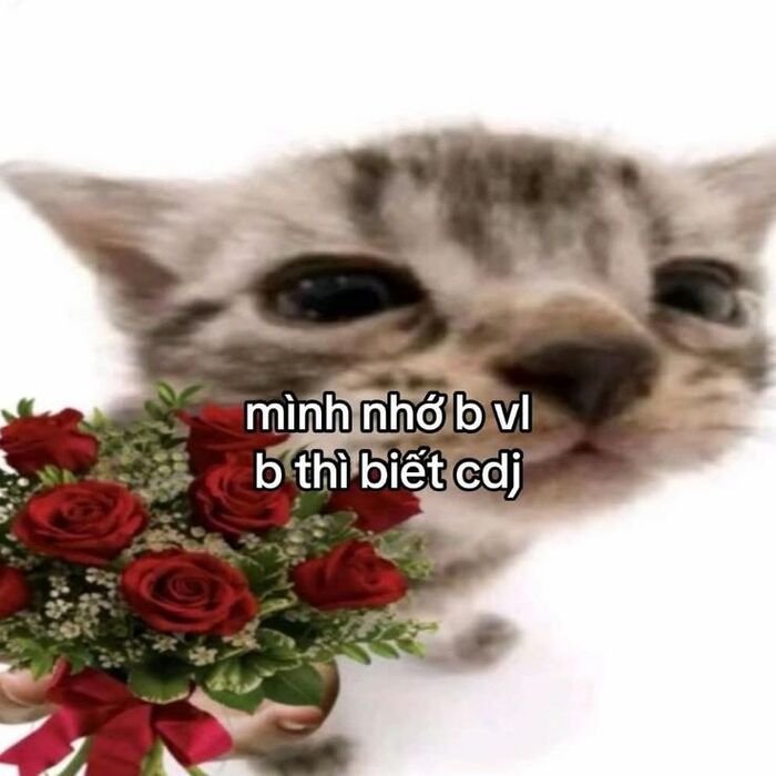 meme đáng yêu mèo xinh