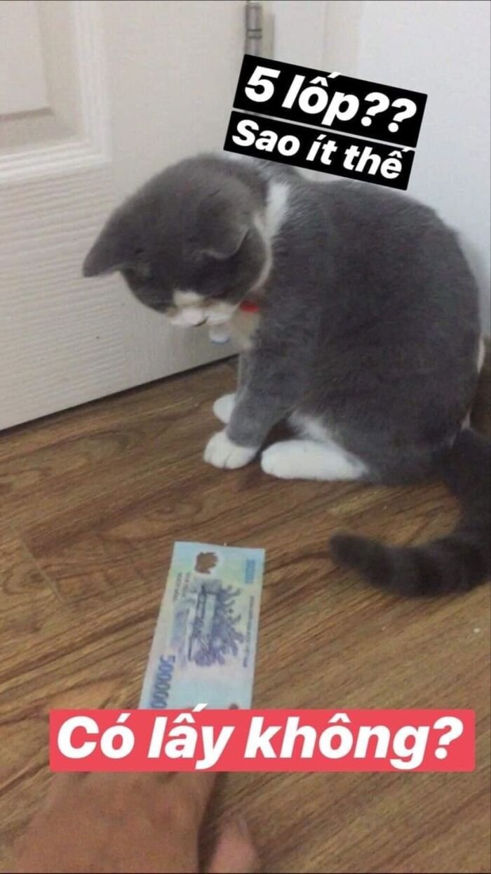 meme đáng yêu nhất