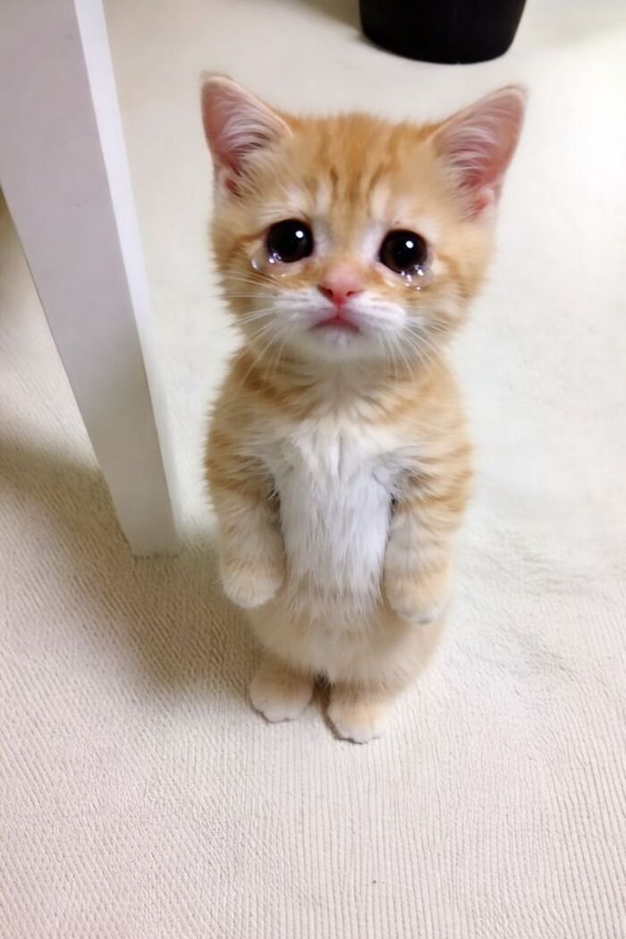meme đáng yêu siêu cute