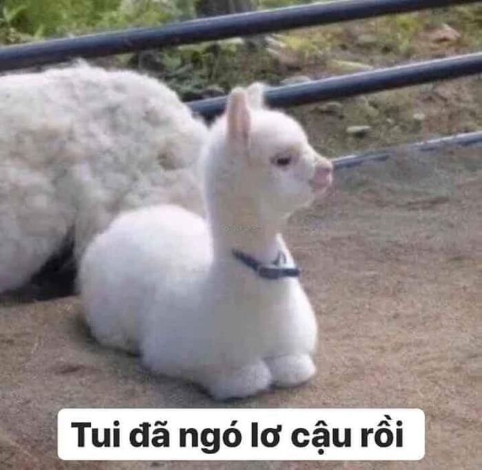 meme đáng yêu siêu hài