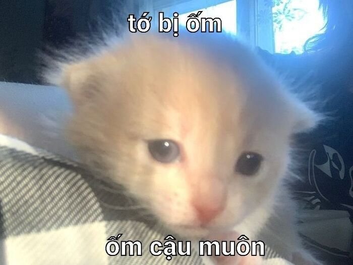 meme đáng yêu xỉu