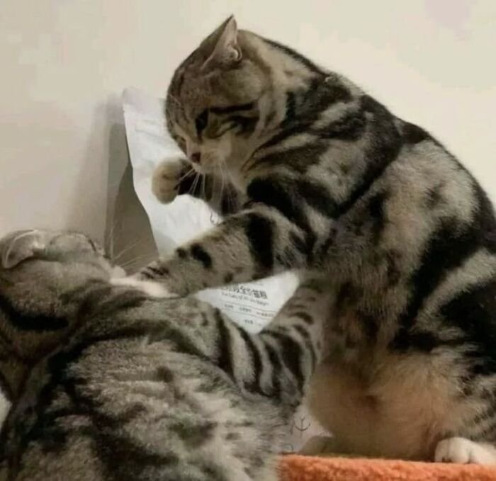 meme đánh nhau bựa nhất