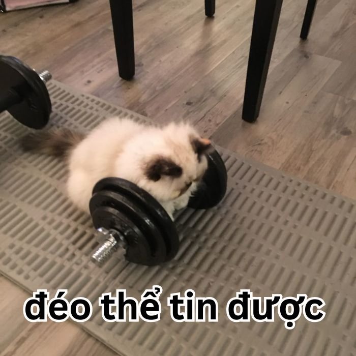 meme đéo tin chế