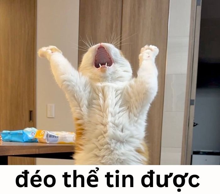 meme đéo tin mèo ghép