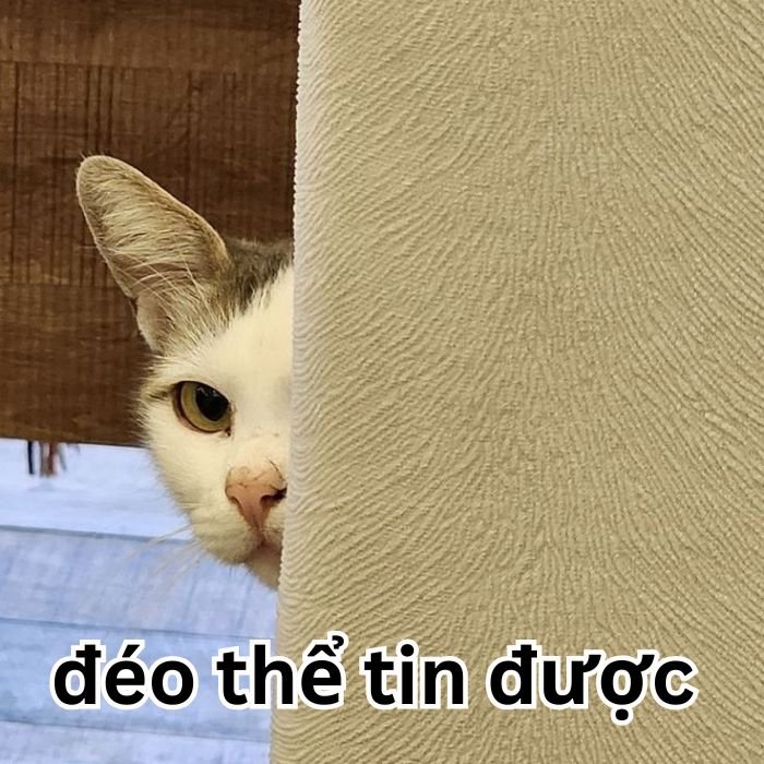 meme đéo tin mèo