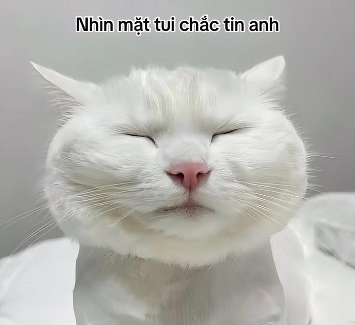 meme đéo tin siêu hài
