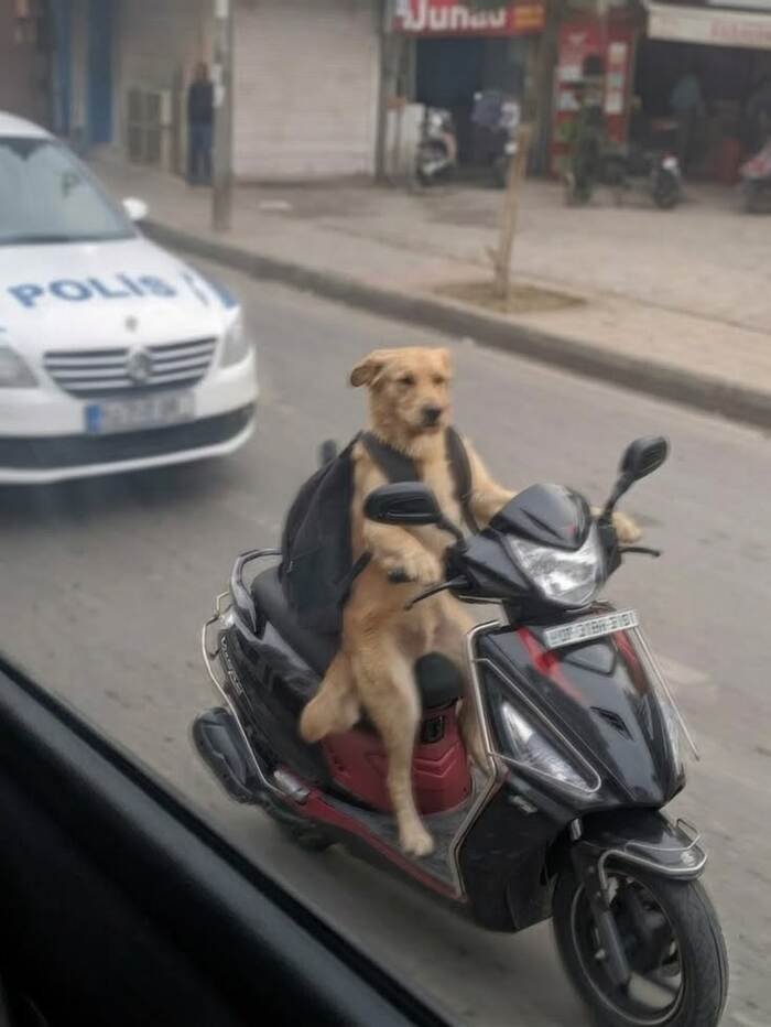 meme động vật chó chế