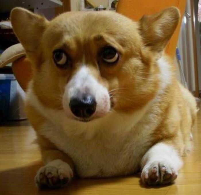 meme động vật chó sợ