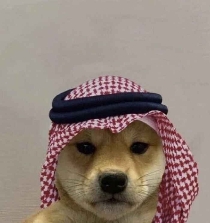 meme động vật dubai