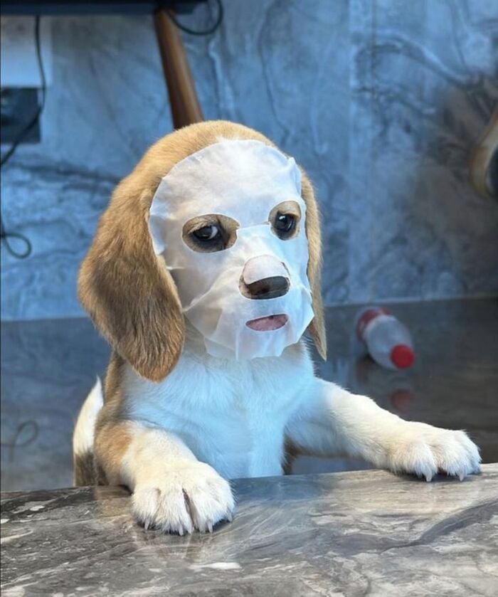 meme động vật