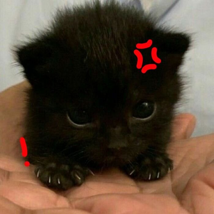 meme giận cute mèo đen