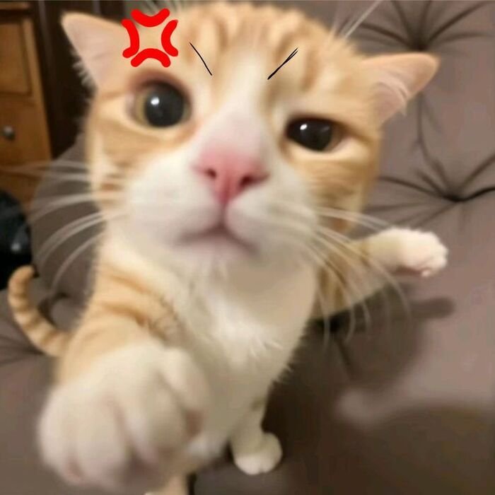 meme giận cute mèo trắng