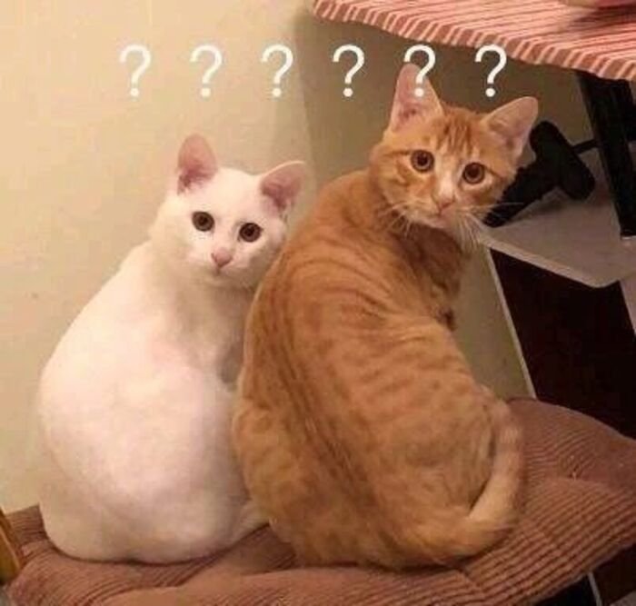 meme hỏi chấm 2 mèo